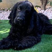 Cocker spaniel
