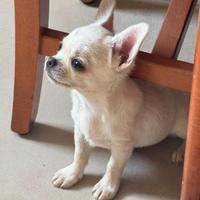 Cucciolo di chihuahua