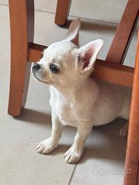 Cucciolo di chihuahua