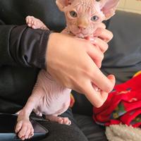 Gattini sphynx