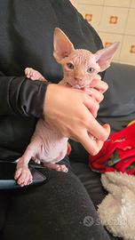 Gattini sphynx