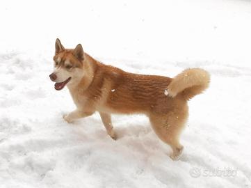 Siberian Husky per monta