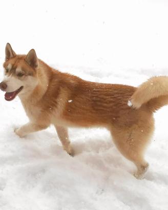 Siberian Husky per monta