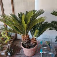 Cycas