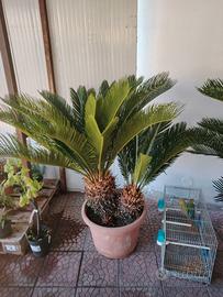 Cycas