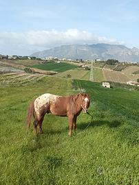 Stallone appaloosa