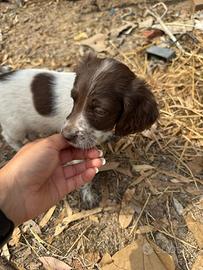 Cuccioli di setter