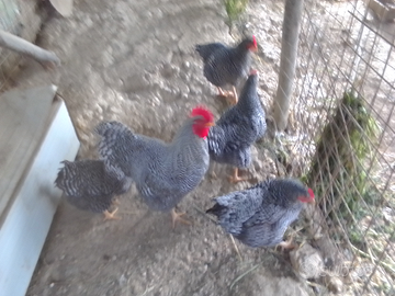 Uovo di galline amrock