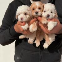 Maltipoo