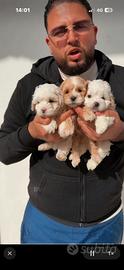 Maltipoo