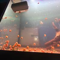 Lumache acquario acqua dolce