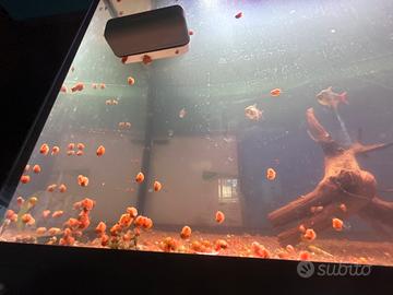 Lumache acquario acqua dolce