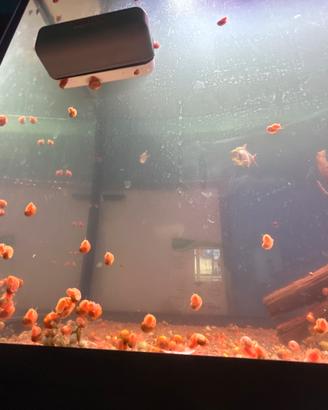 Lumache acquario acqua dolce