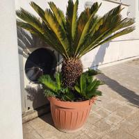 cycas cicas 25 anni altezza cm 115