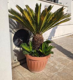 cycas cicas 25 anni altezza cm 115