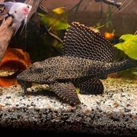 Plecostomus