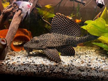 Plecostomus