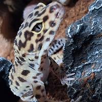 Geco Leopardino