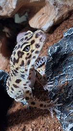 Geco Leopardino
