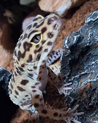 Geco Leopardino