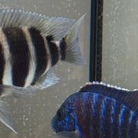 Pesce ciclid grigio e nero