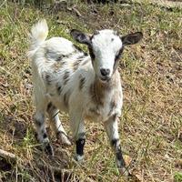 Carpetta nana tibetana( femmina)