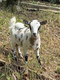 Carpetta nana tibetana( femmina)