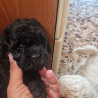 Cuccioli Banboncini