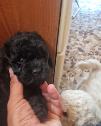Cuccioli Banboncini