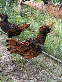 Galline Padovane