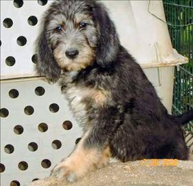 Cuccioli Segugio Nivernese