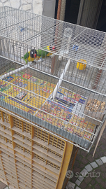 Coppia inseparabili personata