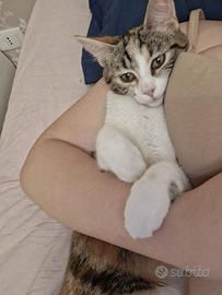 Gatto incrocio con Maine coon