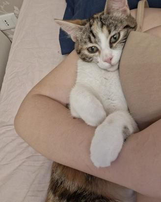 Gatto incrocio con Maine coon