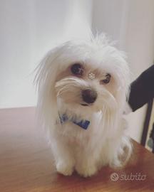 Maltese