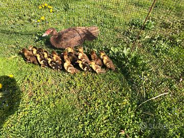 Pulcini anatra muta cioccolato