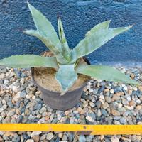 Agave americana - Cactus - Pianta grassa