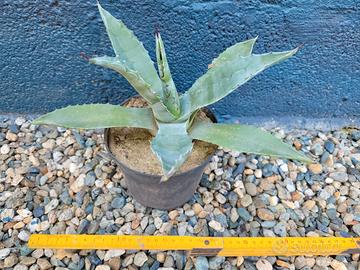 Agave americana - Cactus - Pianta grassa