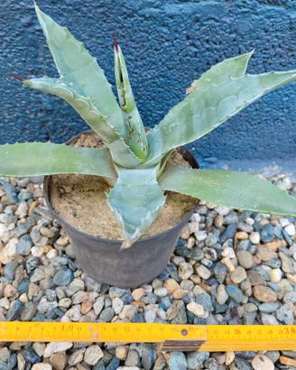 Agave americana - Cactus - Pianta grassa