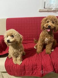 Coppia di Barboncino