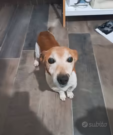 Jack russell in adozione
