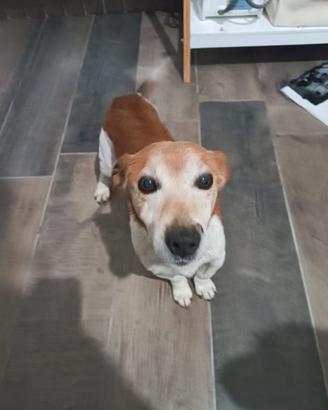 Jack russell in adozione