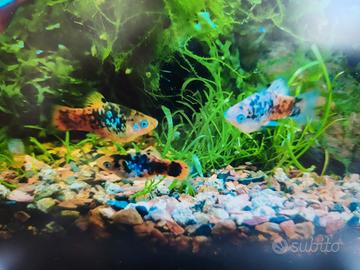 Endler saddleback e platy Bicolor