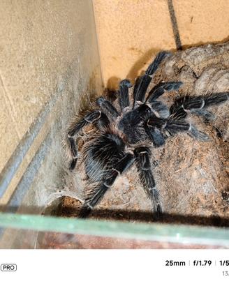 Tarantola Lasiadora parahibana femmina