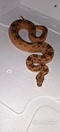Baby Boa Salmon