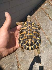 Tartarughe