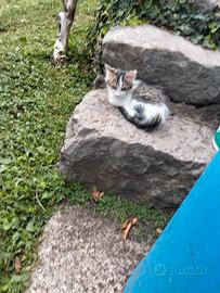 Gattina europea di 3 mesi