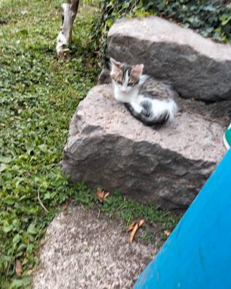 Gattina europea di 3 mesi