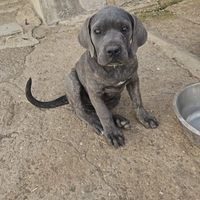 Cuccioli cane corso