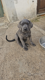 Cuccioli cane corso